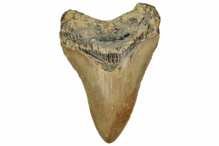 Fossil Megalodon Tooth - North Carolina #328877